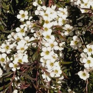 Leptospermum (Tea Tree)