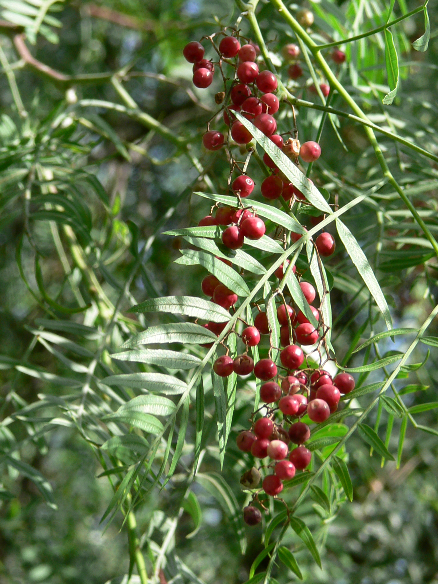 Schinus molle Peruvian Peppercorn Tree Blerick Tree Farm