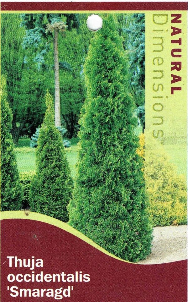 Thuja occidentalis 'Smaragd' - Image 2
