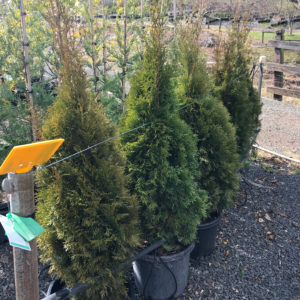 Thuja occidentalis Smaragd