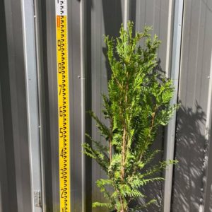 Thuja plicata fastigiata - Upright Red Cedar - 33cm pot / 12" pot