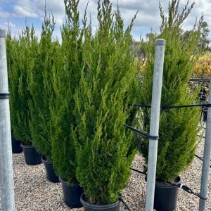 Junipers chinensis 'Spartan'