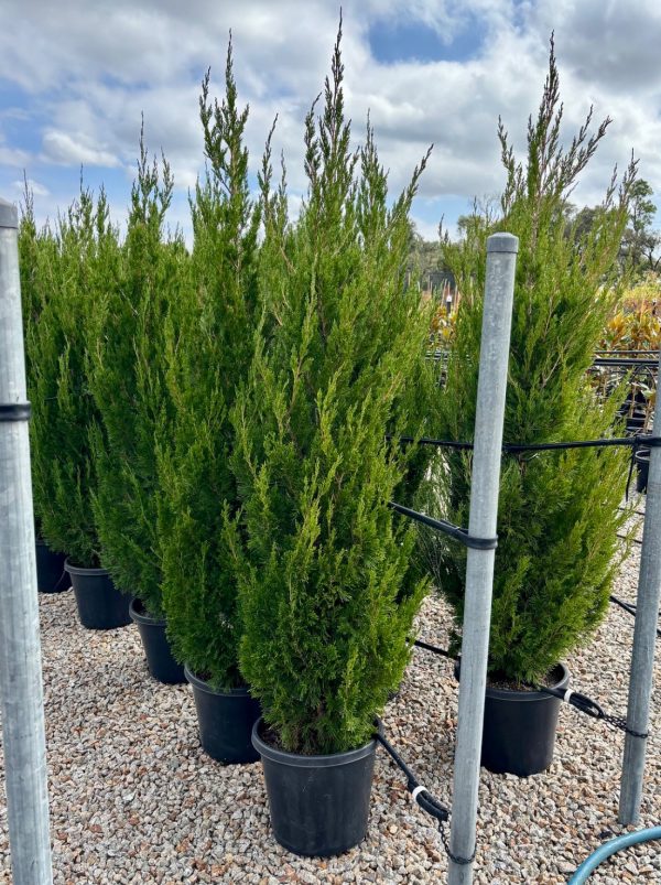 Junipers chinensis 'Spartan'
