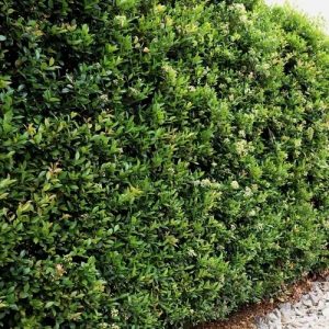 Acmena smithii 'Green Screen' - Lilly Pilly