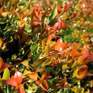 Acmena smithii 'Firescreen' - Lilly Pilly
