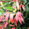 Waterhousia floribunda - Weeping Lilly Pilly - Image 2