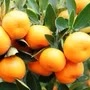 Cumquat - Calamondin