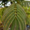 Albizia julibrissin - Persian Silk Tree - Image 2
