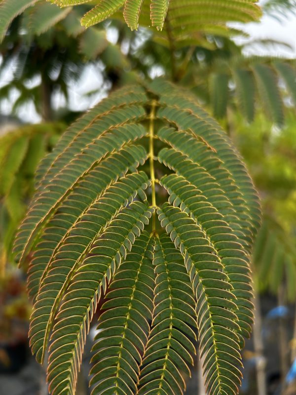 Albizia julibrissin - Persian Silk Tree - Image 2