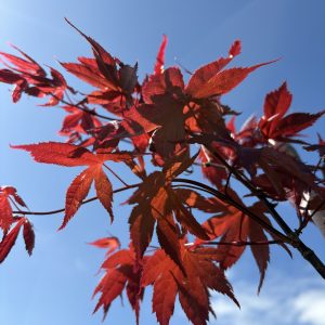 Acer palmatum 'Bloodgood'