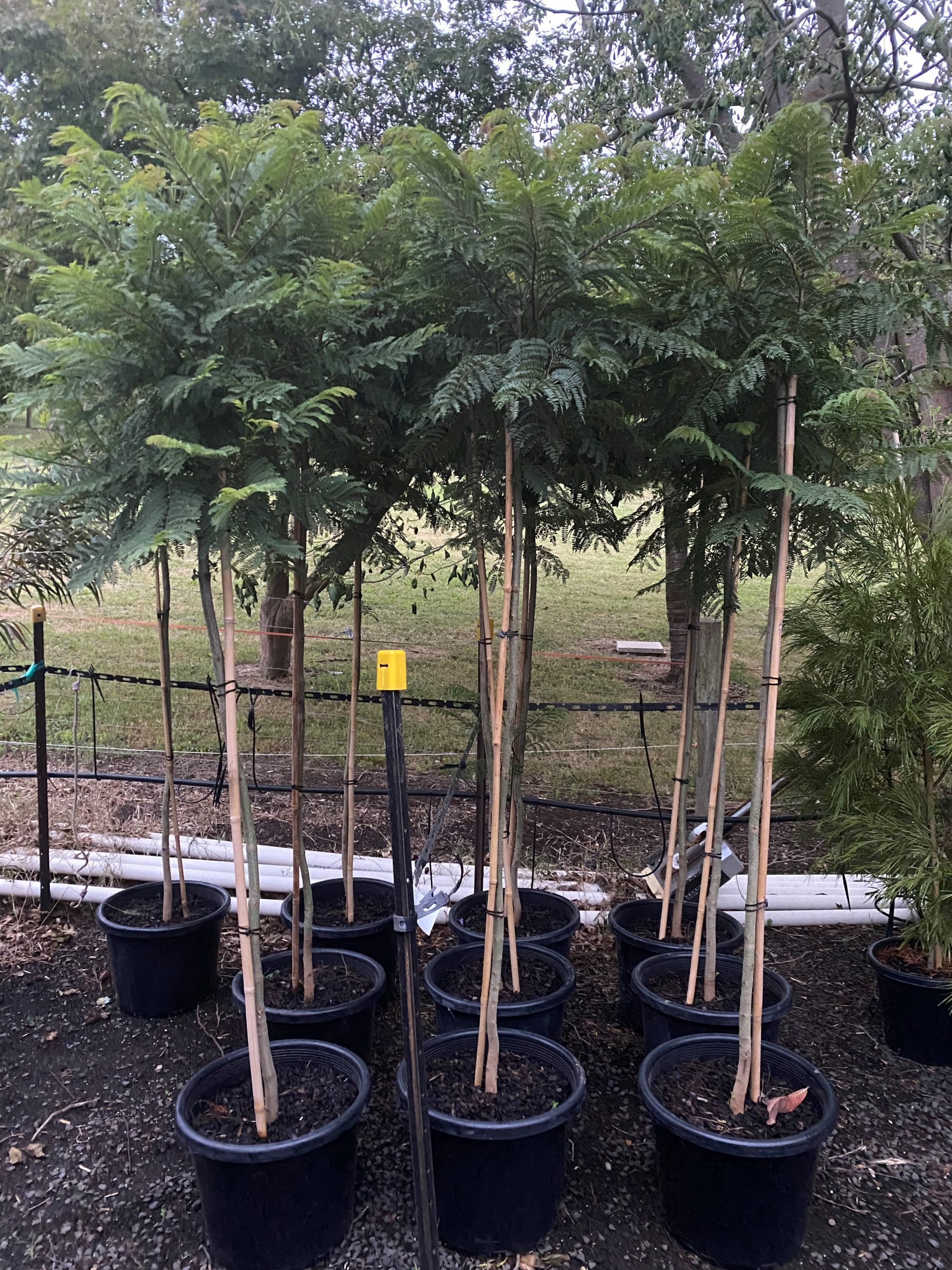 Jacaranda Tree Blerick Tree Farm Buy Trees Direct From The Grower Jacaranda Tree Blerick Tree Farm Buy Trees Direct From The Grower
