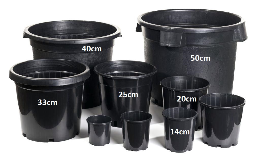Price List And Sizes From Seedlings To Super Advanced Blerick Tree Farm