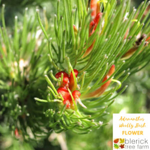 Adenanthos sericeus - Woolly Bush Dwarf