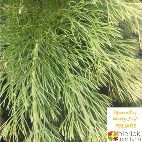 Adenanthos sericeus - Woolly Bush Dwarf - Image 2