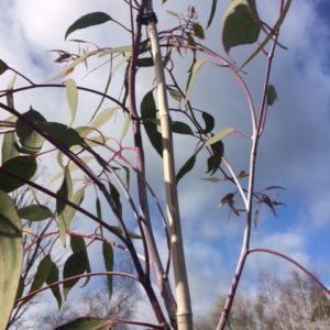 Eucalyptus (Gum)