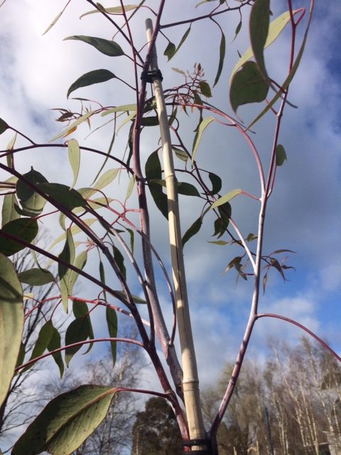 Eucalyptus Caesia Silver Princess Blerick Tree Farm