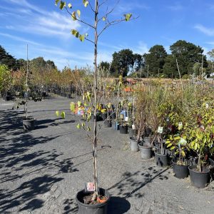 Cercis siliquastrum - Judas Tree