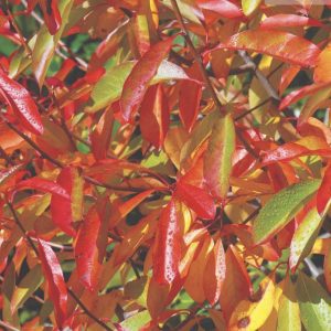 Nyssa sylvatica - Black Tupelo