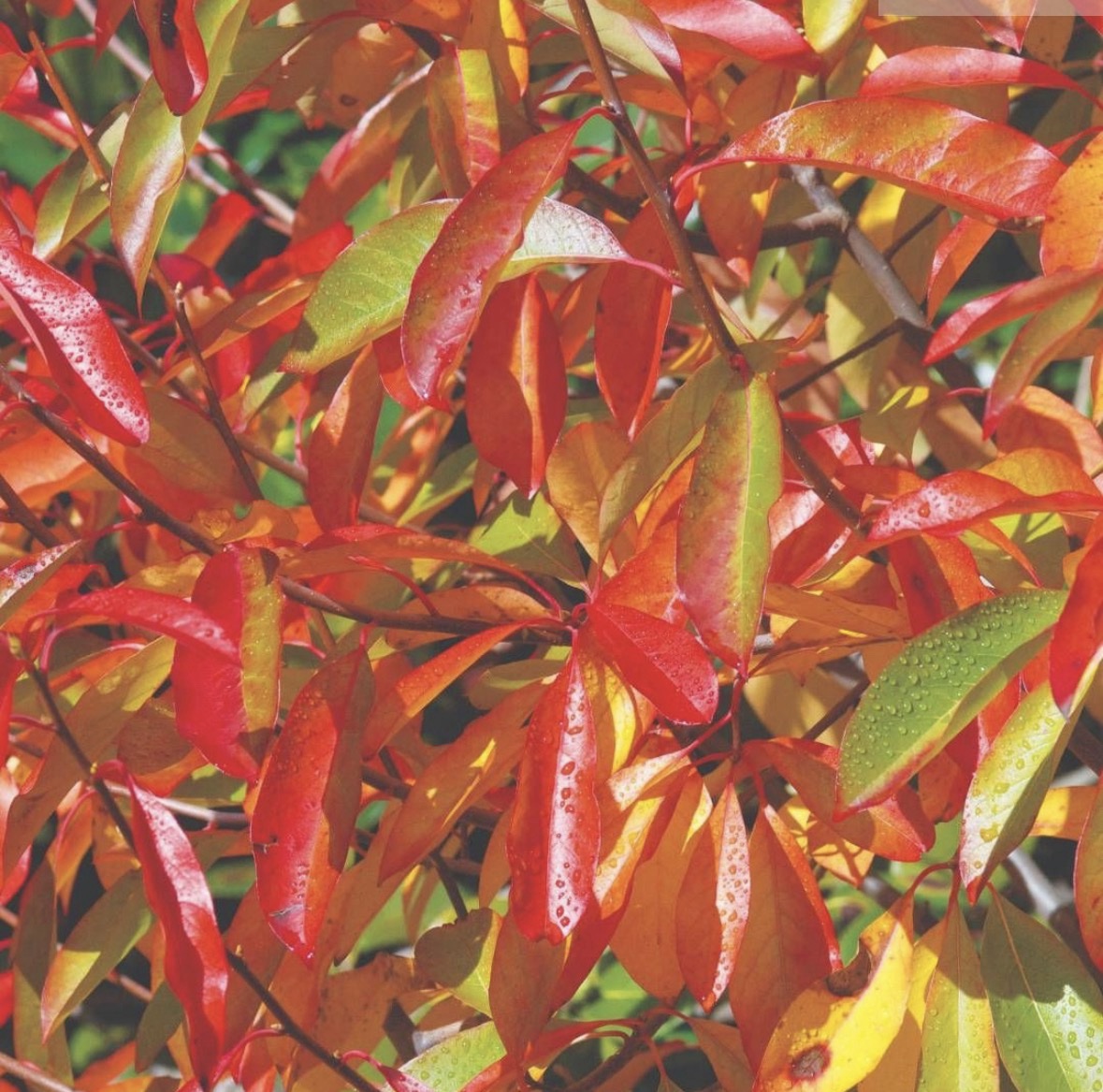 Nyssa sylvatica - Black Tupelo