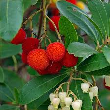 Arbutus (Strawberry Tree)