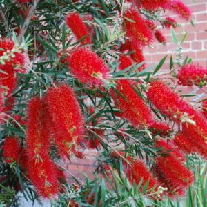 Callistemon (Bottlebrush)