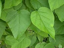 Catalpa (Indian Bean)