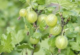 Gooseberry