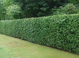 Hedge