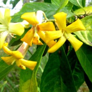 Hymenosporum (Native Frangipani)