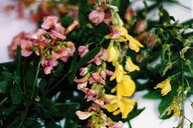 Laburnocytisus (Laburnum)