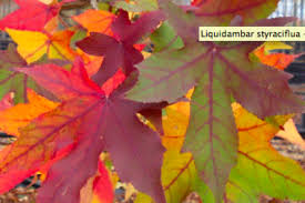 Liquidamber (Sweet Gum)