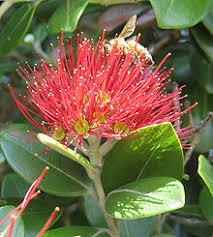 Metrosideros (Pohutukawa)