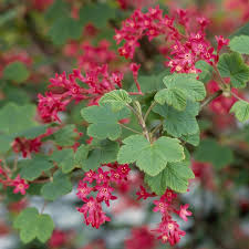 Ribes (Currant)