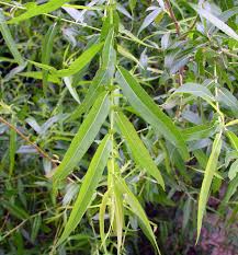 Salix (Willow)