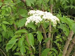 Sambucus