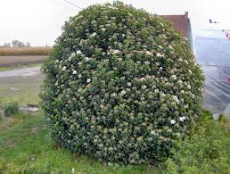 Shrub