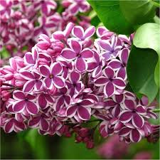 Syringa (Lilac)