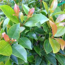 Syzygium (Lilly Pilly)