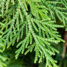 Thuja (Conifer)