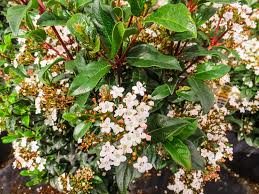 Viburnum