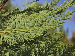 Cupressocyparis (Cypress)