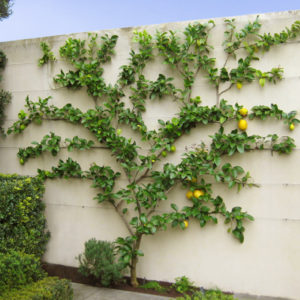 Espalier