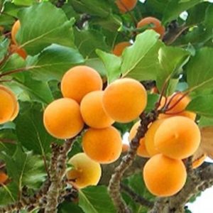 Apricot