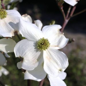 Cornus florida alba - White Dogwood