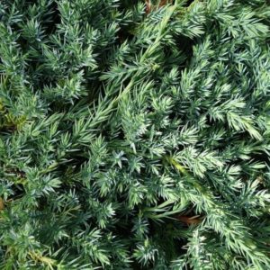 Juniperus (Juniper)