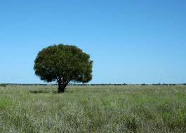 Paddock Trees