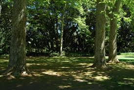 Full Shade Tolerant