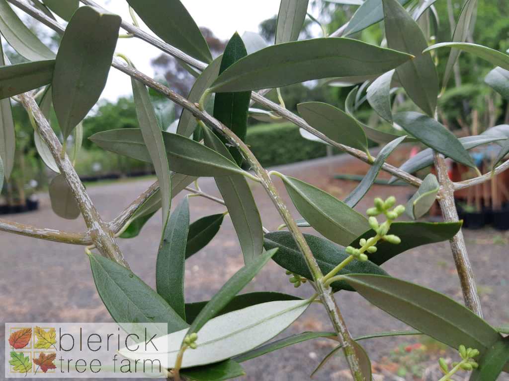 Olive Flemings Jumbo Blerick Tree Farm