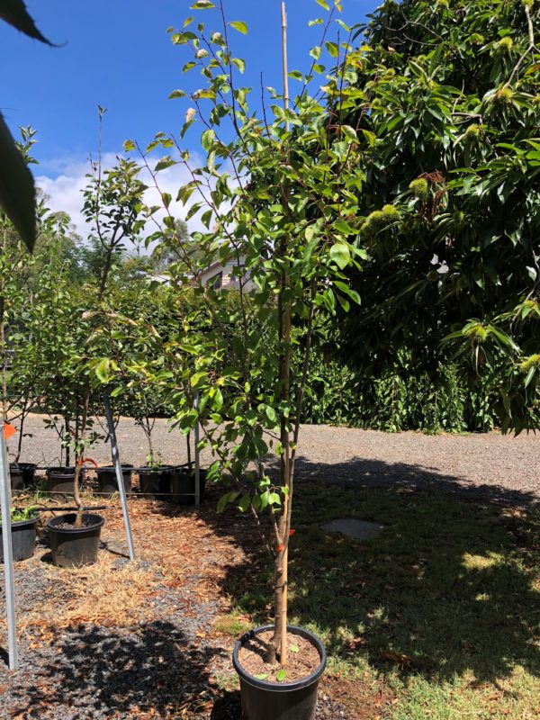 Plum – Sugar Plum - Blerick Tree Farm