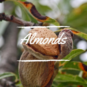 Almond